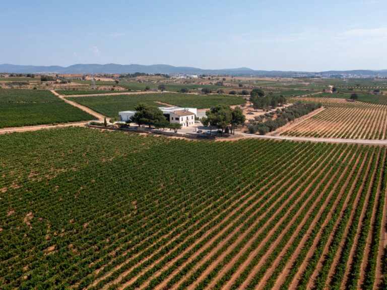 bodegas-hispano-suizas-viñedo