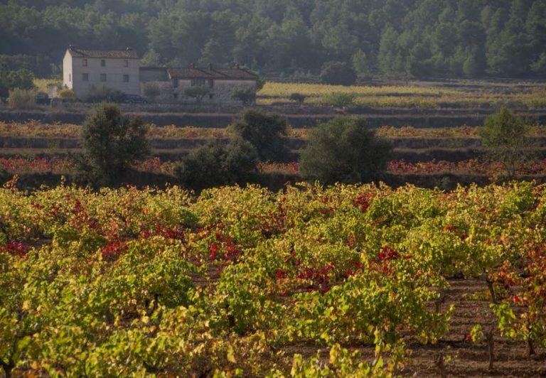 bodega-rafa-cambra-terres-alforins