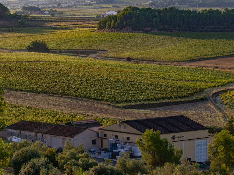 rafa-cambra-bodega-5bseleccion-alforins