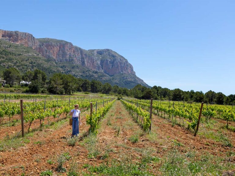 bodega-les-freses-viñedo-5bseleccion